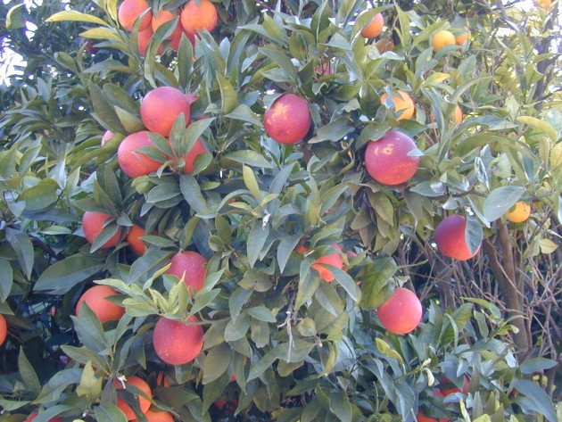 נעים להכיר, תפוז "מורו", זן תפוז אדום חדש
